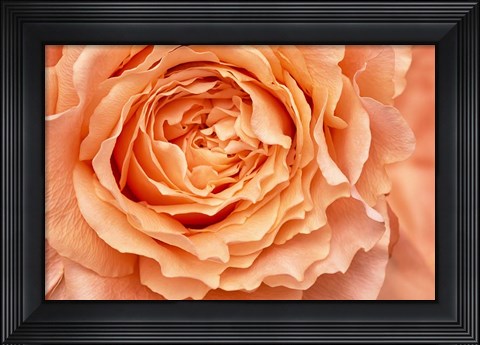 Framed Orange Rose Close Up Print