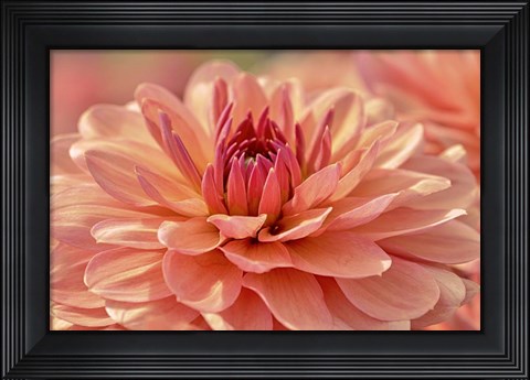 Framed Peach Colored Dahlia Flower Print