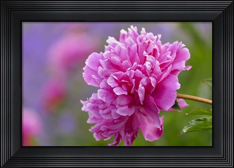 Framed Peony Flower Print