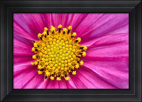 Framed Pink And Yellow Cosmos Flower Print
