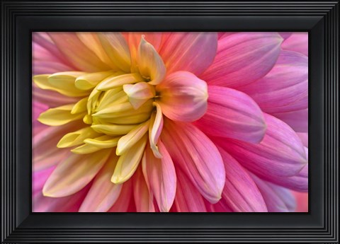 Framed Pink And Yellow Dahlia Flower Print