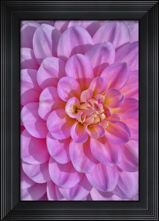 Framed Pink Dahlia Flower Print