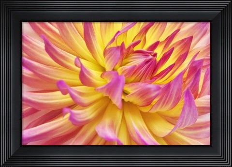 Framed Pink Edged Cactus Dahlia Print