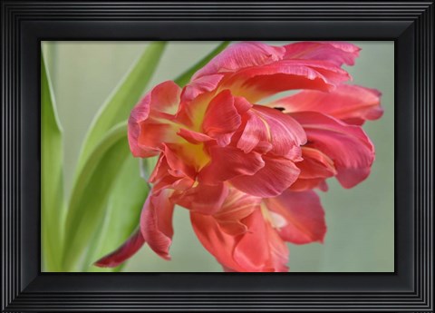 Framed Red Parrot Tulip Print
