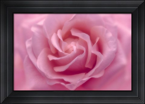 Framed Rose Pink Rose Print
