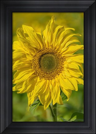 Framed Sunflower Print