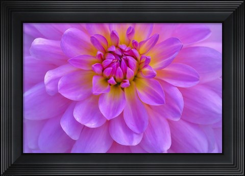 Framed Violet-Pink Dahlia Flower Print