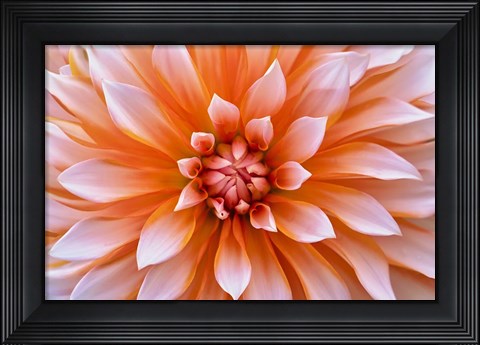 Framed White Orange Dahlia Flower Print