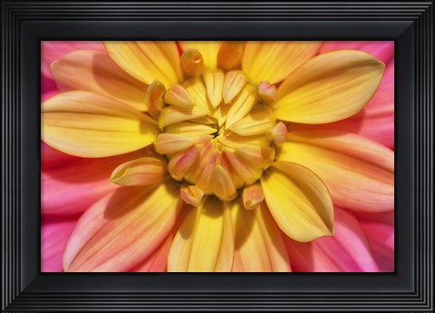 Framed Yellow And Pink Dahlia Flower Print