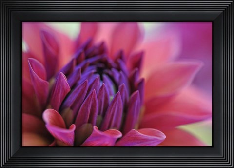Framed Dahlia Centre Pink Purple Print
