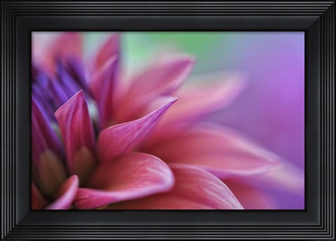 Framed Dahlia Petals Pink Purple Print