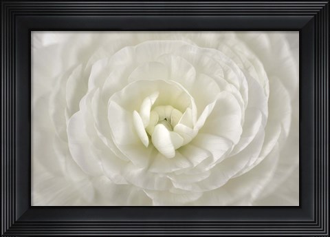 Framed White Persian Buttercup Flower Print
