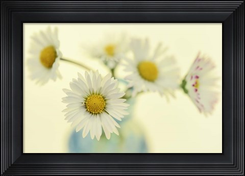 Framed Nostalgic Daisies  Still Life Print