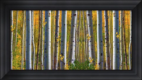 Framed Birch Forest Print