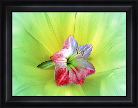 Framed Delicate Print