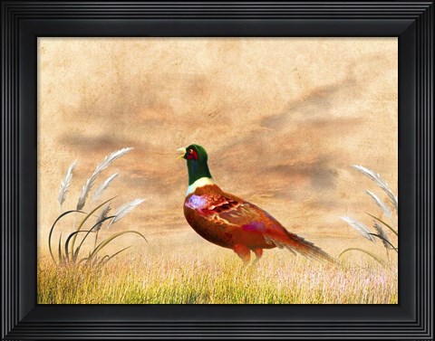 Framed Red Bird Print