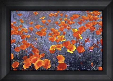 Framed Wild Flowers Field Print