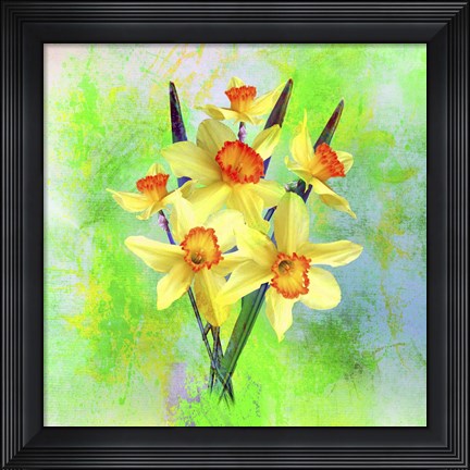 Framed Daffodil Flowers Print