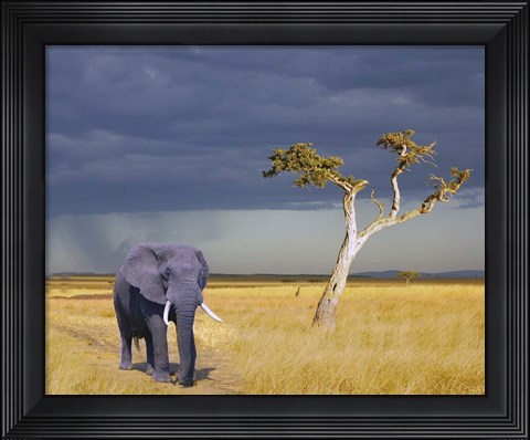 Framed Elephant Walking Print