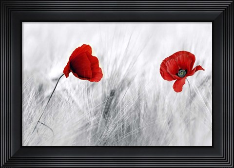 Framed Twin Poppy Print
