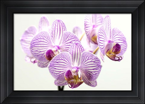 Framed Orchid 1 Print