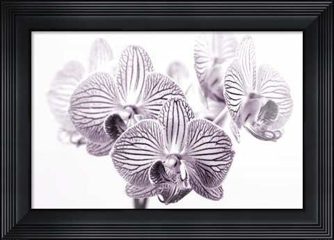 Framed Orchid 1 BW Print