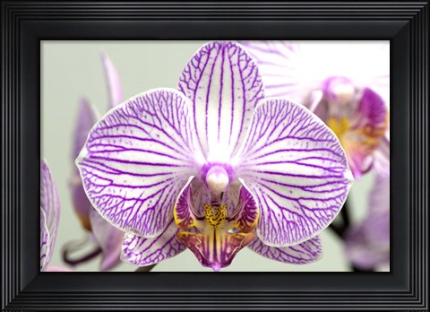 Framed Orchid 2 Print