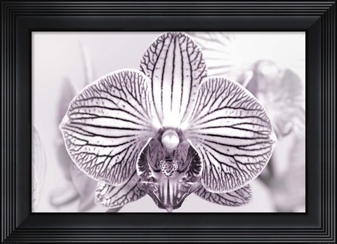 Framed Orchid 2 BW Print