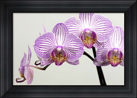 Framed Orchid 3 Print