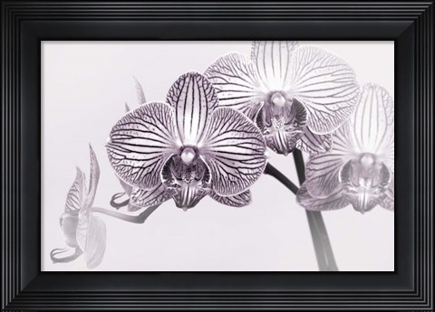 Framed Orchid 3 BW Print