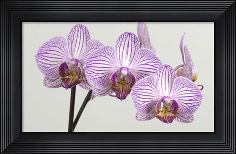 Framed Orchid 4 Print