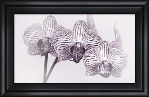 Framed Orchid 4 BW Print