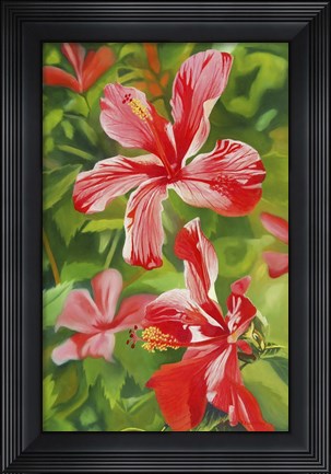 Framed Red Hibiscus 3 Print