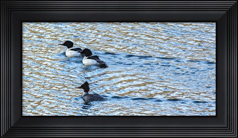 Framed Alaskan Ducks Print