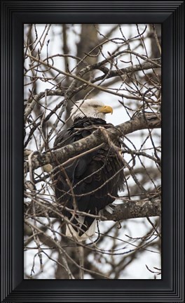 Framed Bald Eagle Print