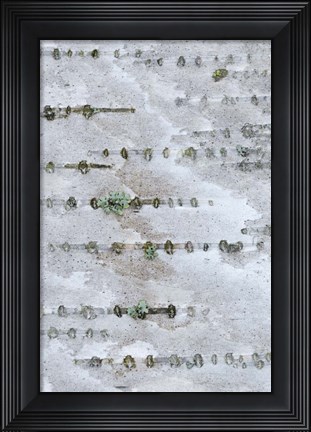 Framed Birch Bark Print