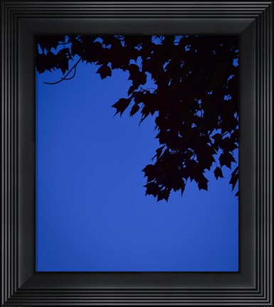 Framed Blue Maple Silhouette Print