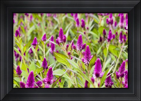 Framed Celosia Print