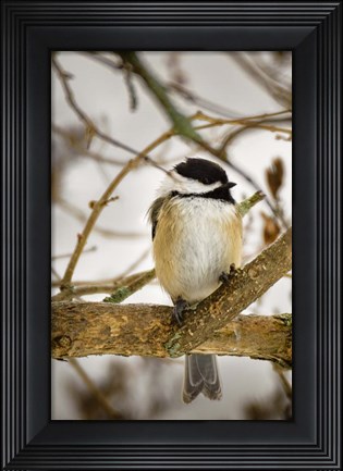 Framed Chickadee Print