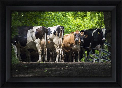 Framed Dairy Cows Print