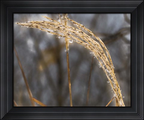 Framed Delicate Dew Print