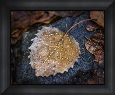 Framed Dew Drops Print