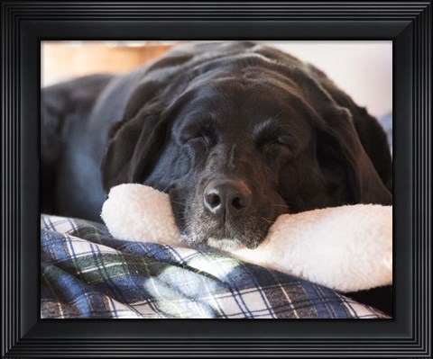 Framed Doggone Tired Print
