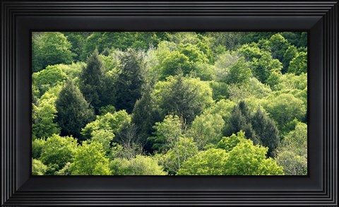 Framed Fifty Shades Of Green Print