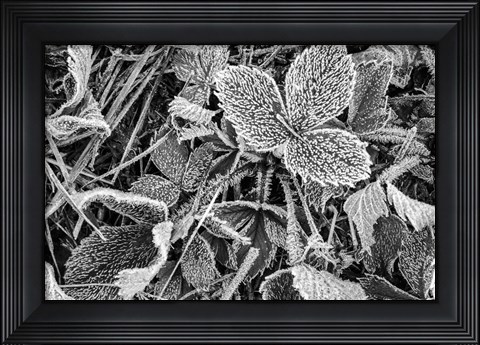 Framed Fine Frost Print