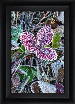 Framed First Frost Print
