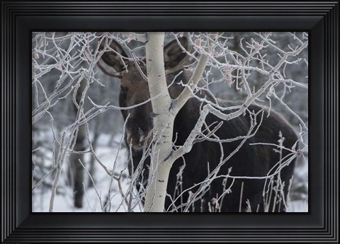 Framed Hiding Moose Print