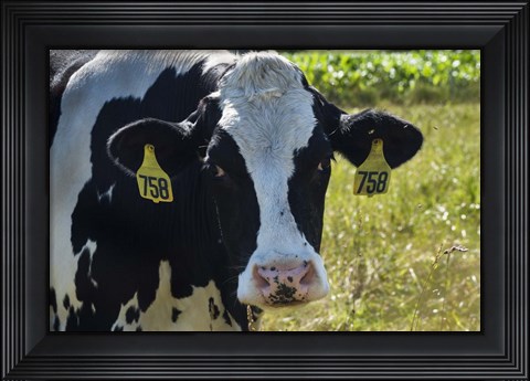 Framed Holstein Cow Print