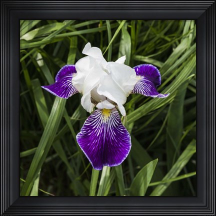 Framed Iris Print
