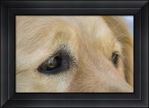 Framed Irresistable Eyes Print